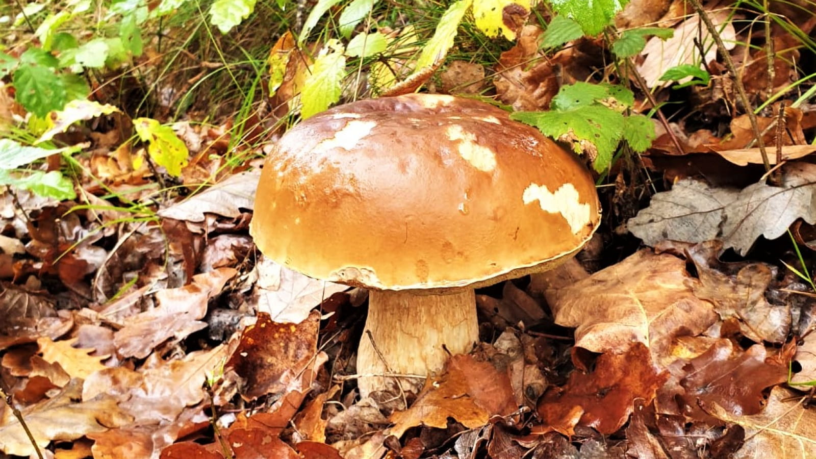 Sortie Nature : Balade découverte des champignons